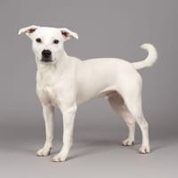 Wunderschöne Afrodita sucht ein Zuhause, Hündin zur Adoption