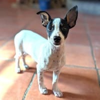 Hope2 sucht ein Zuhause, Hündin zur Adoption