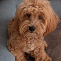 Bogyo. Maltipoowelpe mit Handicap, Hund zur Adoption