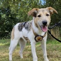 Wuscheliges Hundemädchen Paula, Hündin zur Adoption