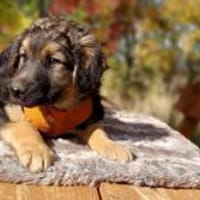 Arvid, schüchterner Hundebub, ca. 3 Mona, Hund zur Adoption