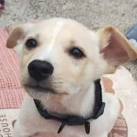 Hundebub PAT, Hund zur Adoption