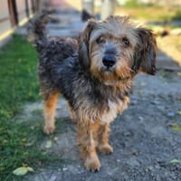 Charmanter Benji in 25436 Tornesch, Hund zur Adoption