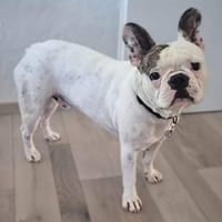 Leo - ist kontaktfreudig&verspielt, Hund zur Adoption