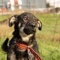 Matteo wartet auf seine Familie, Hund zur Adoption