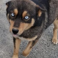 Kali - bald auf PS in Kempten, Hündin zur Adoption