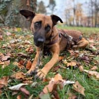 Lilou, stubenreine Herzenshündin, 2J, Hündin zur Adoption