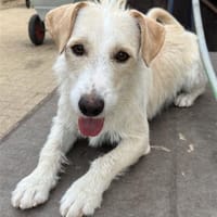 Bela, Hündin kastriert, ca. 4 Jahre, Hündin zur Adoption