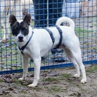 Mark, neugierig, offen, freundlich, Hund zur Adoption