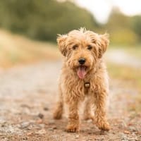 Sami will endlich ankommen!, Hund zur Adoption