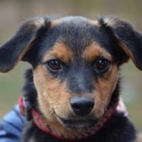 Fröhlicher Domi in 47829 Krefeld, Hund zur Adoption