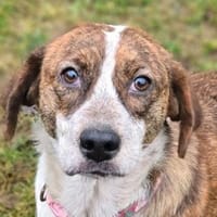 Zauberhafter BETUSCH, Hund zur Adoption