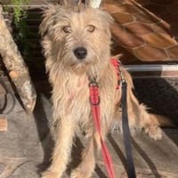 Praya ist so fröhlich und offen!, Hündin zur Adoption