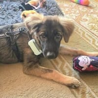 Roslyn - wartet in 32657 Lemgo, Hündin zur Adoption