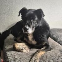Sanfter Riese T.C mit Kuschelgarantie, Hund zur Adoption