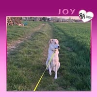 ❗JOY SUCHT NEUES ZUHAUSE ❗, Hündin zur Adoption