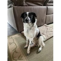 Gibby - wartet in 07381 Pößneck, Hund zur Adoption