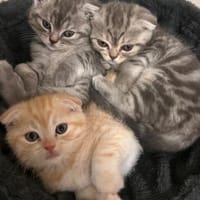 5 BKHScottish Fold Mix Kitten, Kater zur Adoption