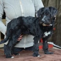 Lieber Bringa in 45134 Essen, Hund zur Adoption