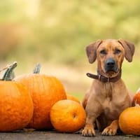 Zuhause gesucht für Schröder, Hund zur Adoption