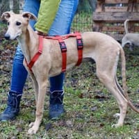 Simba, sehr verspielt, neugierig, offen, Hund zur Adoption