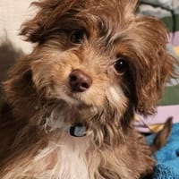 Moca süß wie Schockolade, Hund zur Adoption