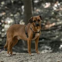 Felix, Hund zur Adoption