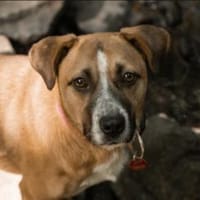 Sasuke der kleine Jungrüde, Hund zur Adoption