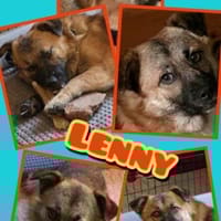 lieber Rüde Lenny auf Pflegestelle, Hund zur Adoption