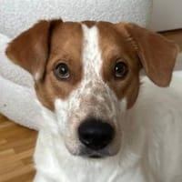 Benschi, geb. 01/2025, 60528 Frankfurt, Hund zur Adoption