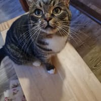 Einzelprinz Gimli sucht sein Königreich, Kater zur Adoption