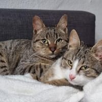 Joey & Olli 💗 warten in 44809 Bochum, Kater zur Adoption