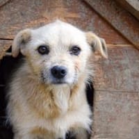 Leano wartet schon auf dich!, Hund zur Adoption