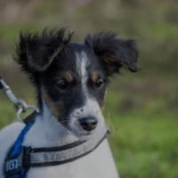 Niedlicher kleiner Firka, Hund zur Adoption