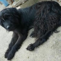 Hunter sucht sein liebevolles Zuhause, Hund zur Adoption