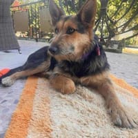 Jessy sucht ihr liebevolles Zuhause, Hündin zur Adoption