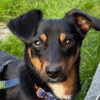 Notfell MAMBO  Dackelmischling mit Hand, Hund zur Adoption