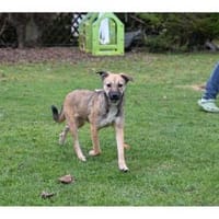 Tami - wartet in 99441 Kromsdorf, Hündin zur Adoption