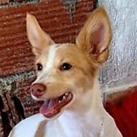 Eve - quirliges Hundemädel (Köln), Hündin zur Adoption