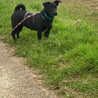 Sonnenschein SUSAN sucht ihr Zuhause, Hündin zur Adoption