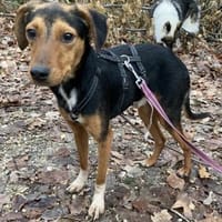 Piki, Rüde kastriert, ca. 1 Jahr, Hund zur Adoption