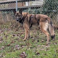 Max, schöner Schäferhund sucht Zuhause, Hund zur Adoption