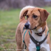 Perro ist freundlich und neugierig, Hund zur Adoption