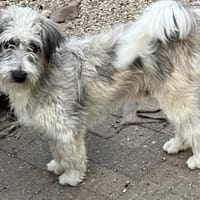 Miki, Rüde kastriert, ca. 2,5 Jahre, Hund zur Adoption