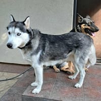 Rust, lieber Husky sucht neues Zuhause, Hund zur Adoption