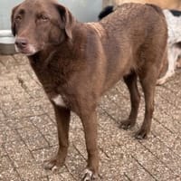 Ferox Rüde kastriert, ca. 7 Jahre, Hund zur Adoption