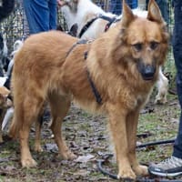Sudan, lernfreudig, offen, neugierig, Hund zur Adoption