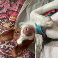 Jalo ein kleiner Podencojunge, Hund zur Adoption