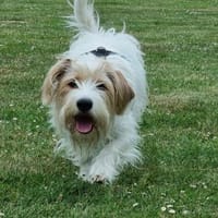 Theo von kettenlos, Hund zur Adoption