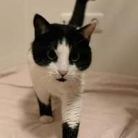 Wunderschöner Snap 💕, Kater zur Adoption